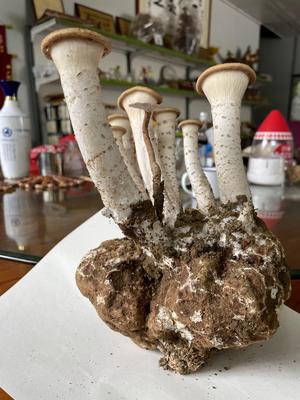 虎奶菌、虎乳灵芝