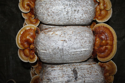 软性红灵芝价格多少