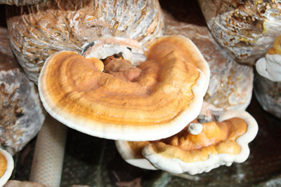 软性红灵芝供应商